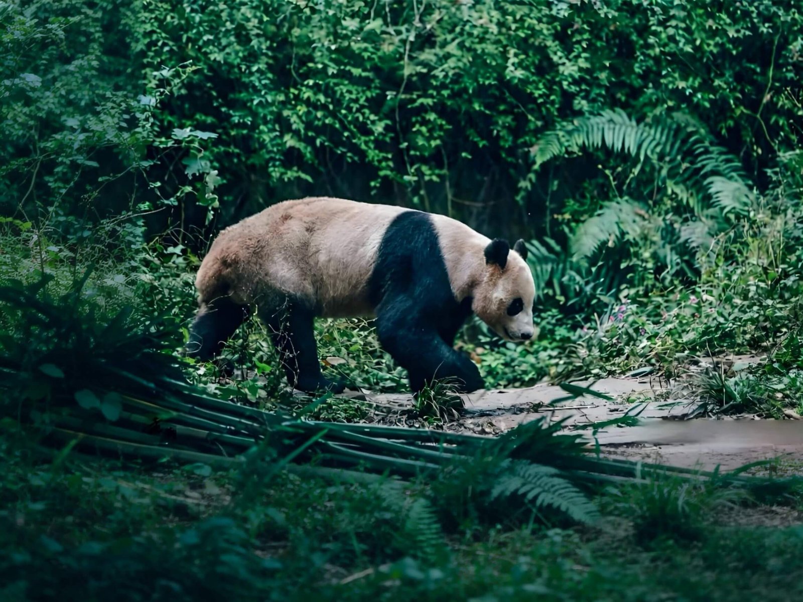 chengdupandaguide